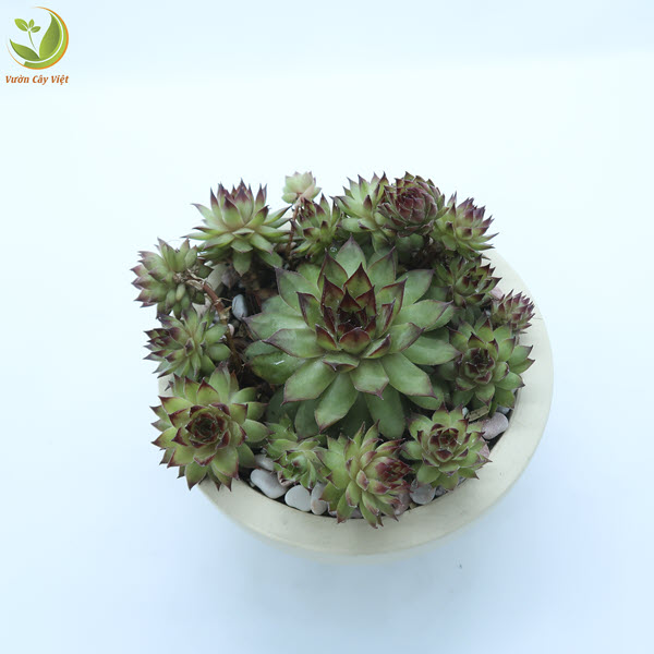 Cây Sen Đá Phật Bà bụi