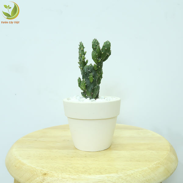Cây Xương Rồng Xanh