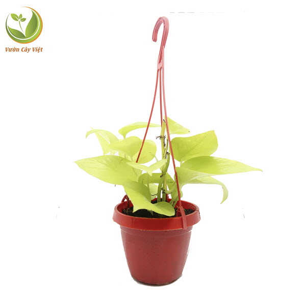 Cây Trầu Bà Vàng chậu treo