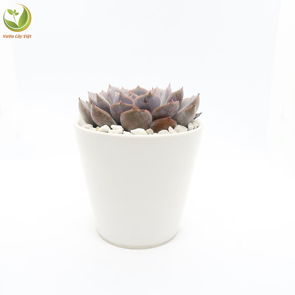 Cây Sen Đá Hồng Phấn