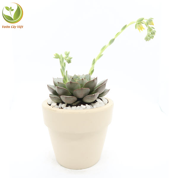 Cây Sen Đá Viền Hồng
