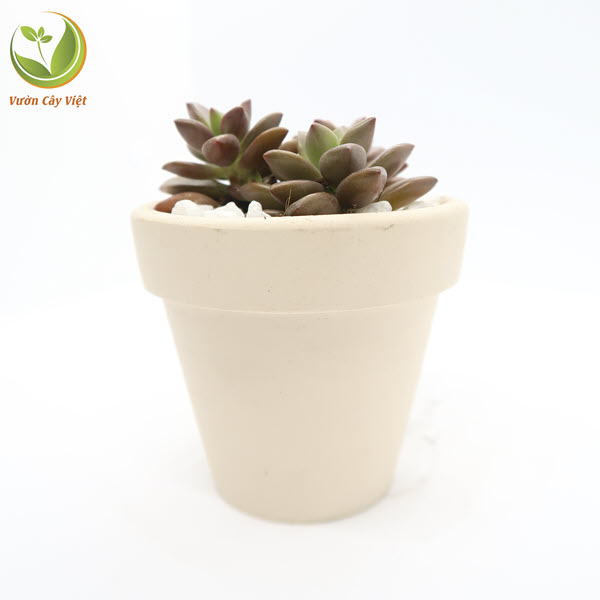 Cây Sen Đá Đỏ Lá Ngắn