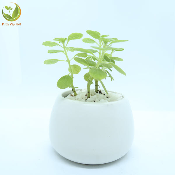 Cây Nhất Mạt Hương