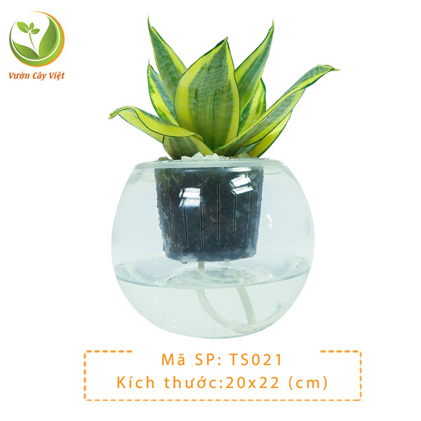 Cây Lưỡi Hổ Vàng thuỷ sinh