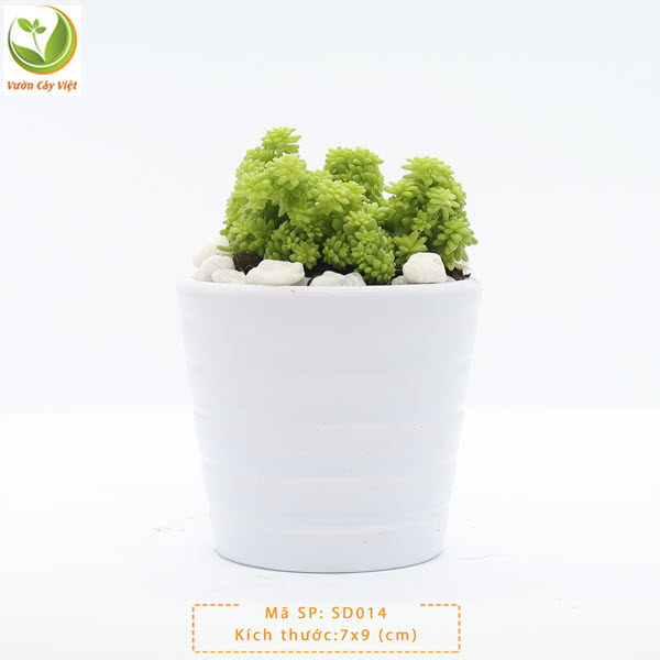 Cây Sen Sedum Xanh