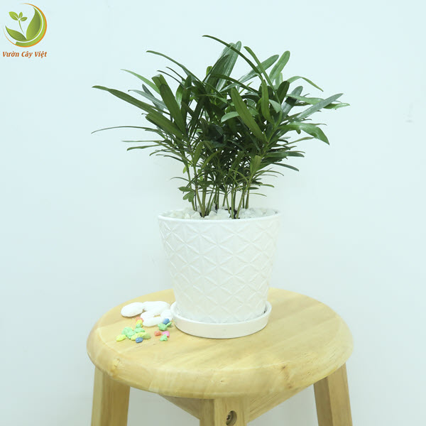 Cây Tùng Hạnh Phúc