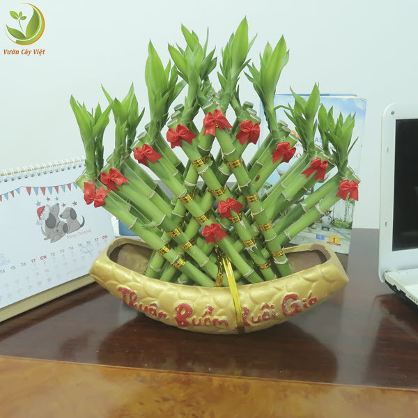 Cây Phát Lộc Thuyền