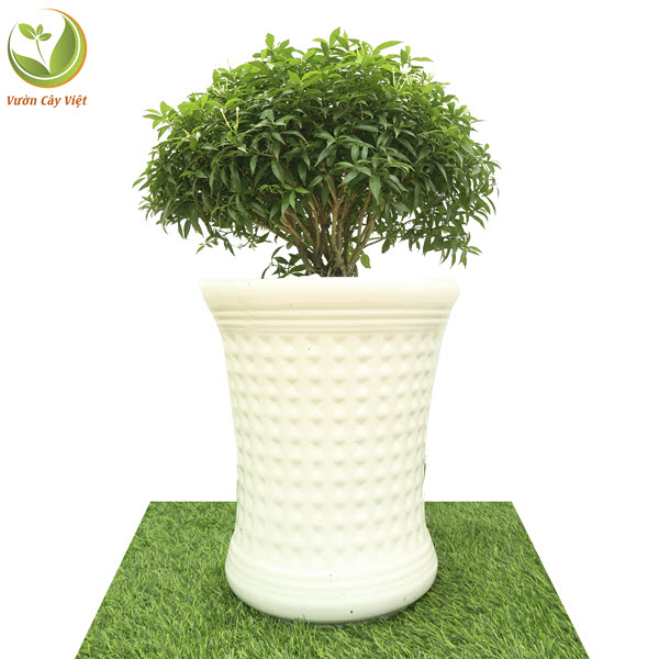 Cây Mai Vạn Phúc nội thất