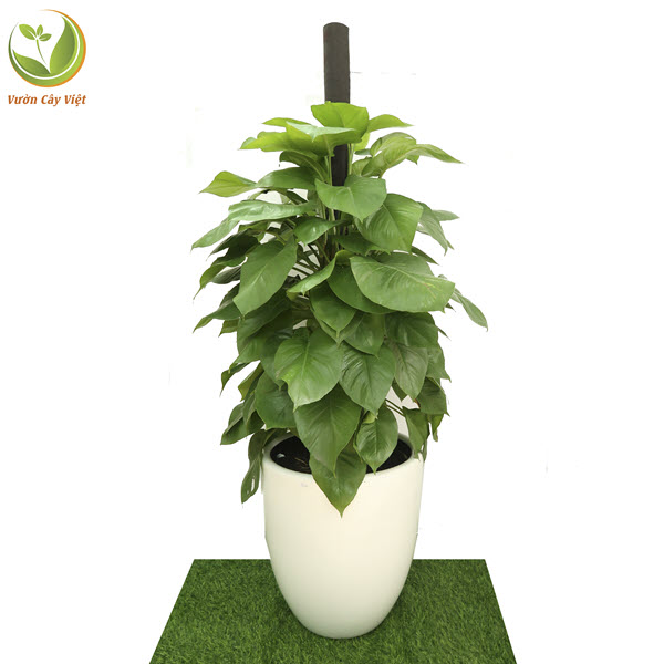 Cây Trầu Bà Leo Cột nội thất