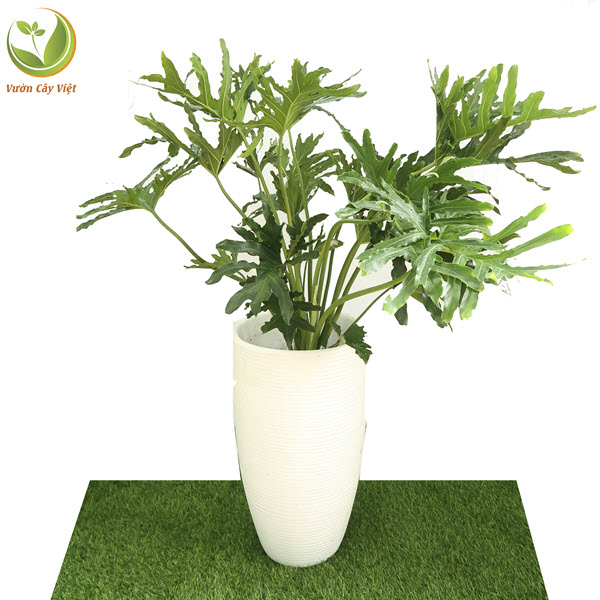 Cây Trầu Bà Thanh Xuân nội thất
