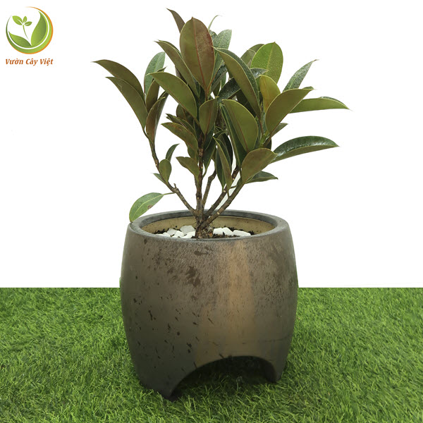 Cây Đa Búp Đỏ nội thất