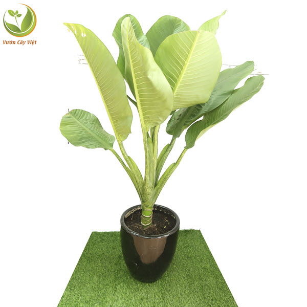 Cây Đại Phú Gia nội thất