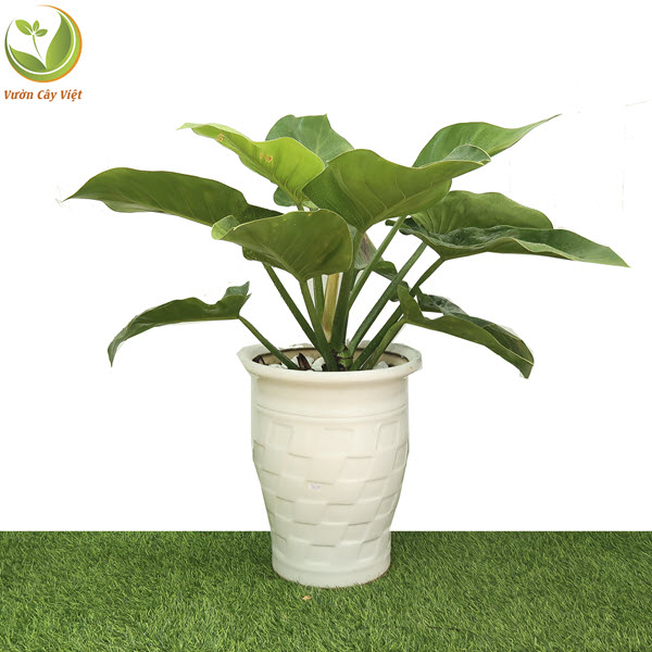 Cây Trầu Bà Đế Vương Xanh nội thất