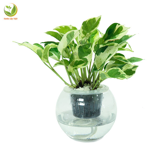 Cây Trầu Bà Cẩm Thạch thuỷ sinh