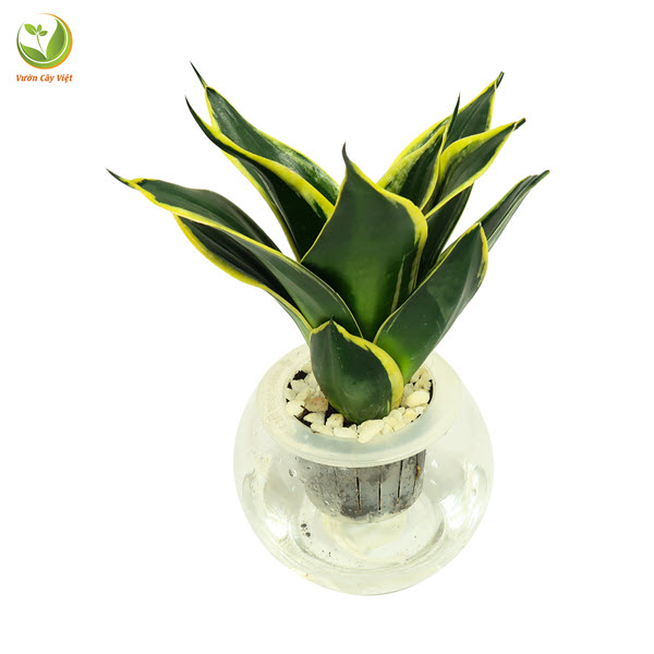 Cây Lưỡi Hổ Thái thuỷ sinh