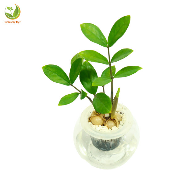 Cây Kim Tiền Củ thuỷ sinh
