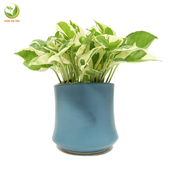 Cây Trầu Bà Cẩm Thạch