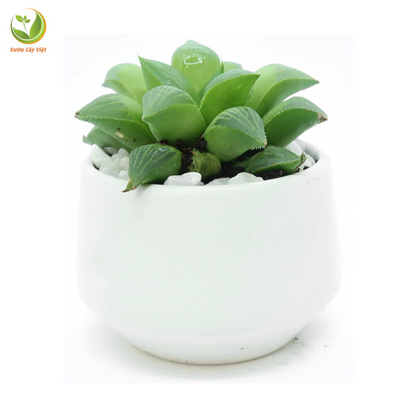 Cây Sen Ngọc Guốc Lá Dài