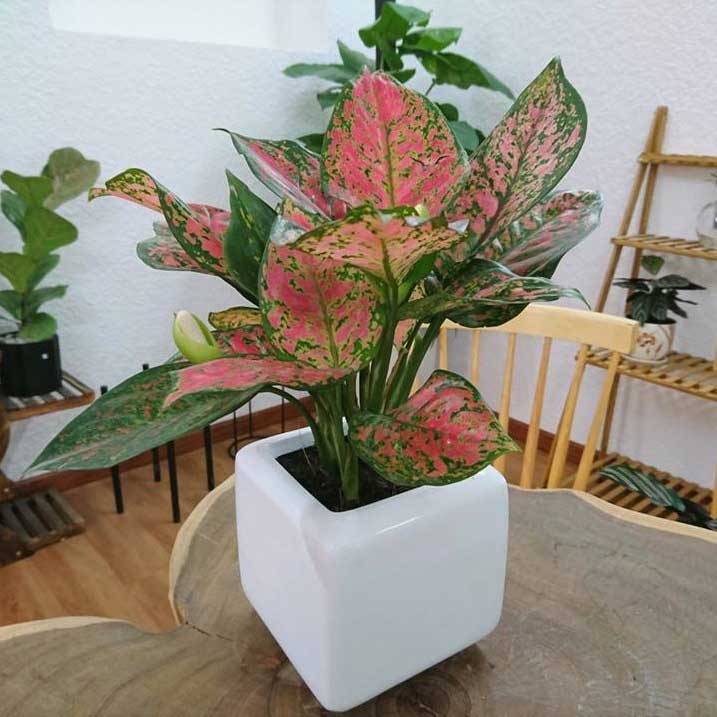 Cây Vạn Lộc