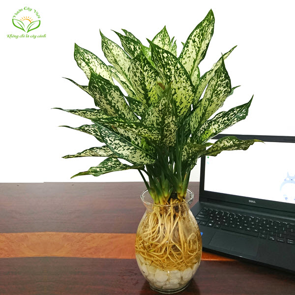 Cây Ngọc Ngân thuỷ sinh