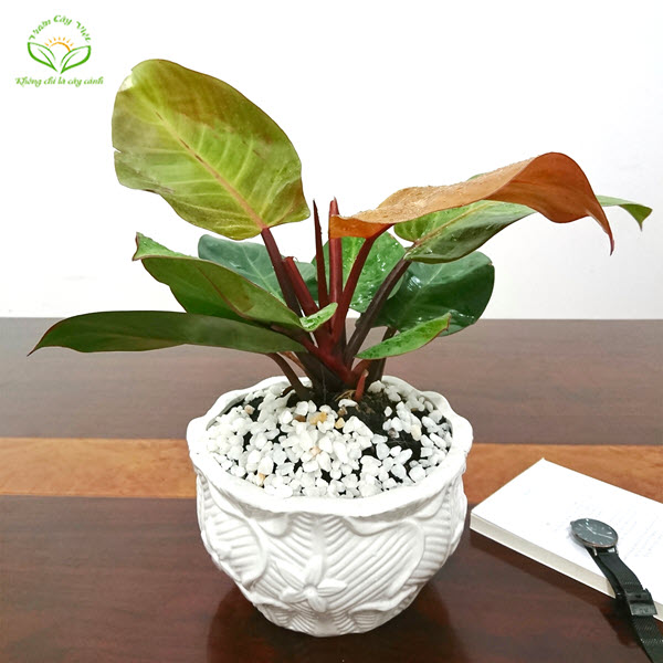 Cây Trầu Bà Đế Vương Đỏ