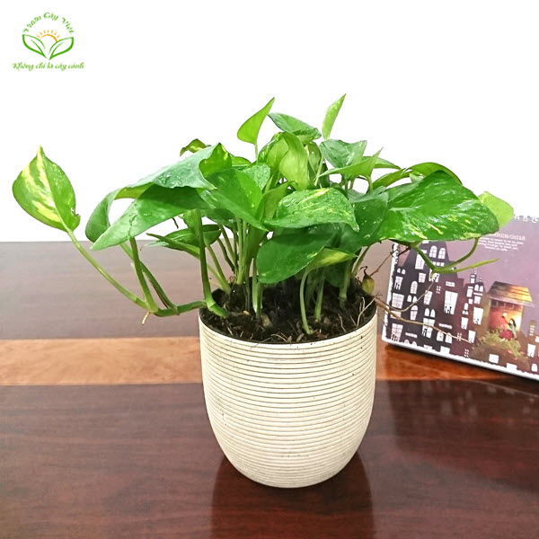 Cây Trầu Bà Xanh