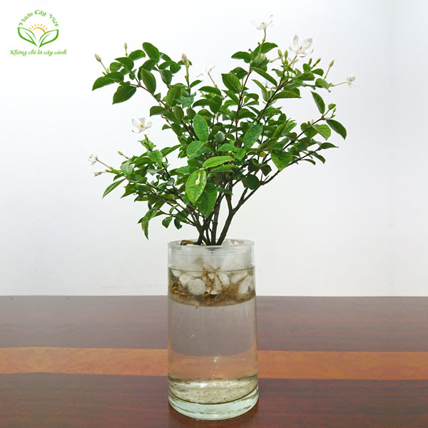 Cây Mai Chỉ Thiên thuỷ sinh