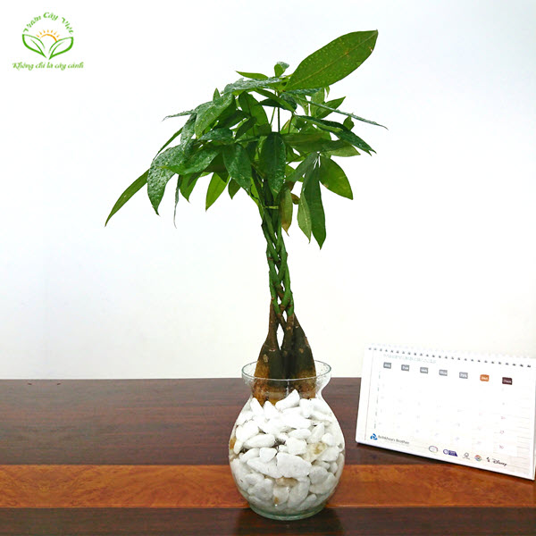 Cây Kim Ngân Bím thuỷ sinh