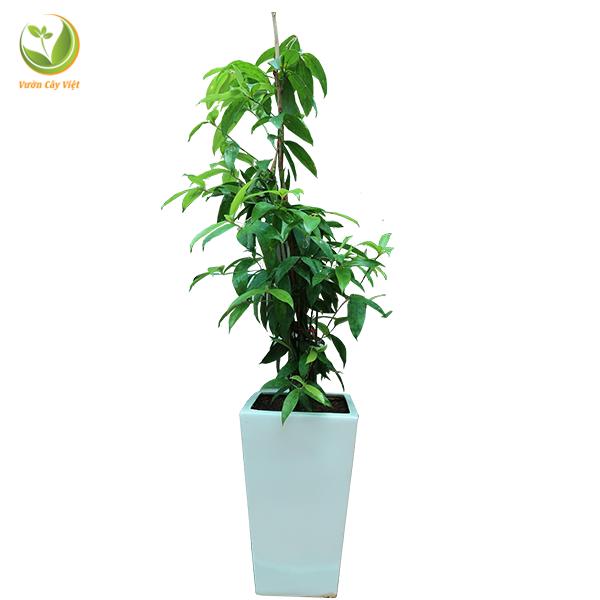 Cây Trúc Nhật Phú Quý nội thất
