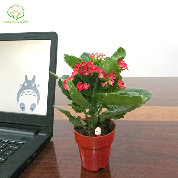 Cây Sống Đời (Lá Bỏng)