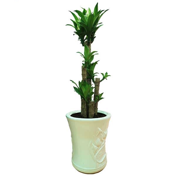 Cây Thiết Mộc Lan nội thất