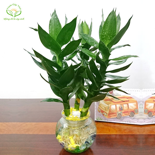 Cây Phát Tài Búp Sen thuỷ sinh