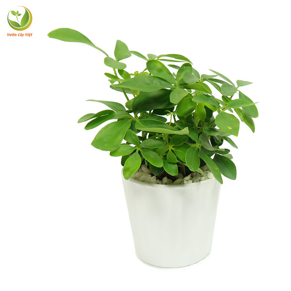 Cây Ngũ Gia Bì Xanh