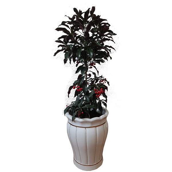 Cây kim ngân lượng nội thất