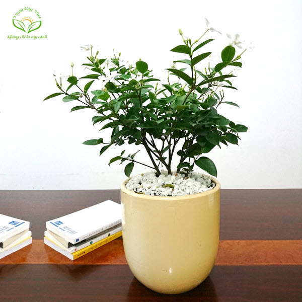 Cây Mai Chỉ Thiên