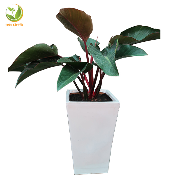 Cây trầu bà đế vương đỏ nội thất