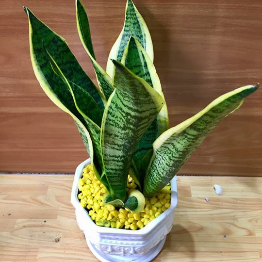 Cây Lưỡi Hổ