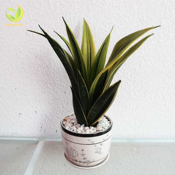 Cây Lưỡi Hổ Thái Vàng