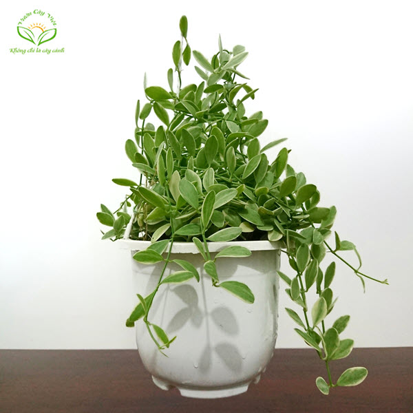 Cây Lan Hạt Dưa Cẩm Thạch