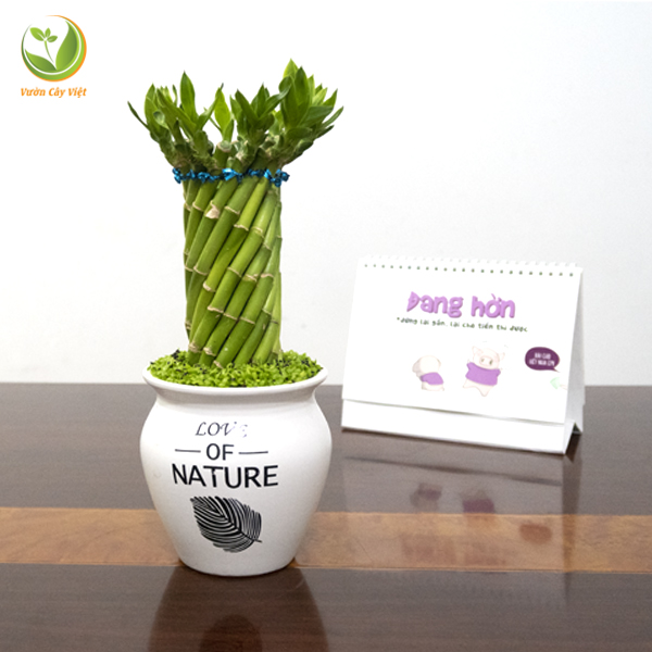 Cây Phát Lộc tháp