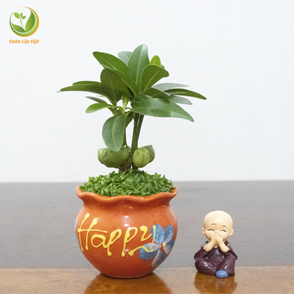Cây May Mắn Tài Lộc