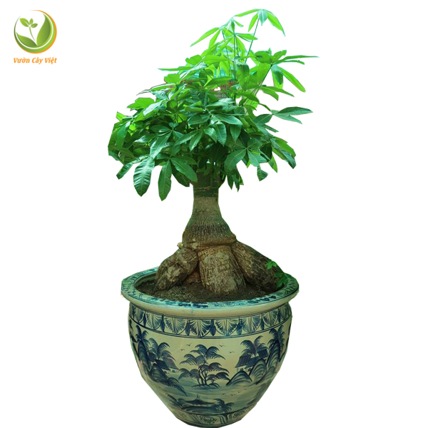 Cây kim ngân củ bonsai