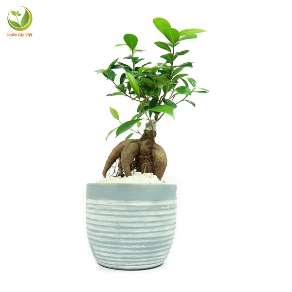 Cây Da Bonsai