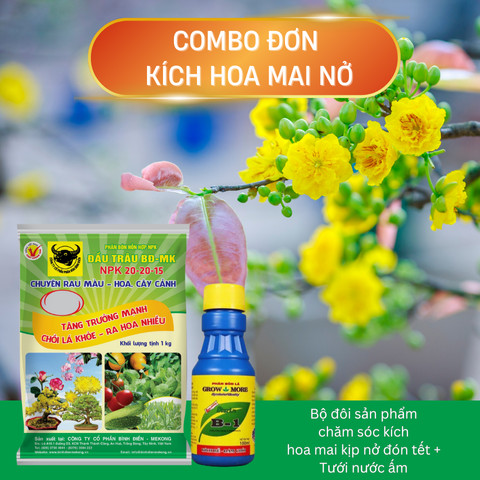Combo kích hoa hoa mai nở trước tết