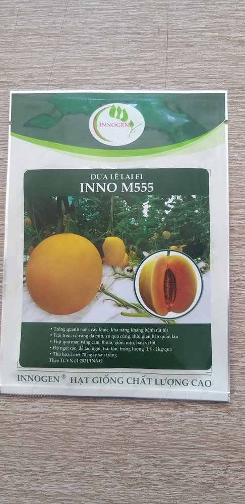 Hạt Giống dưa lê lai F1 INNO M555