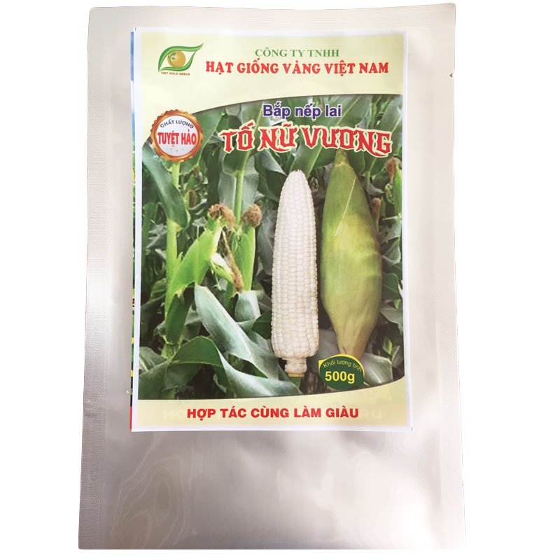 Bắp (Ngô) Nếp Lai Tố Nữ Vương