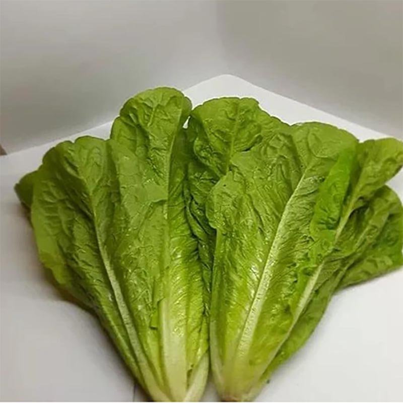 Hạt Giống Xà Lách - Romaine Dona(GS-250)
