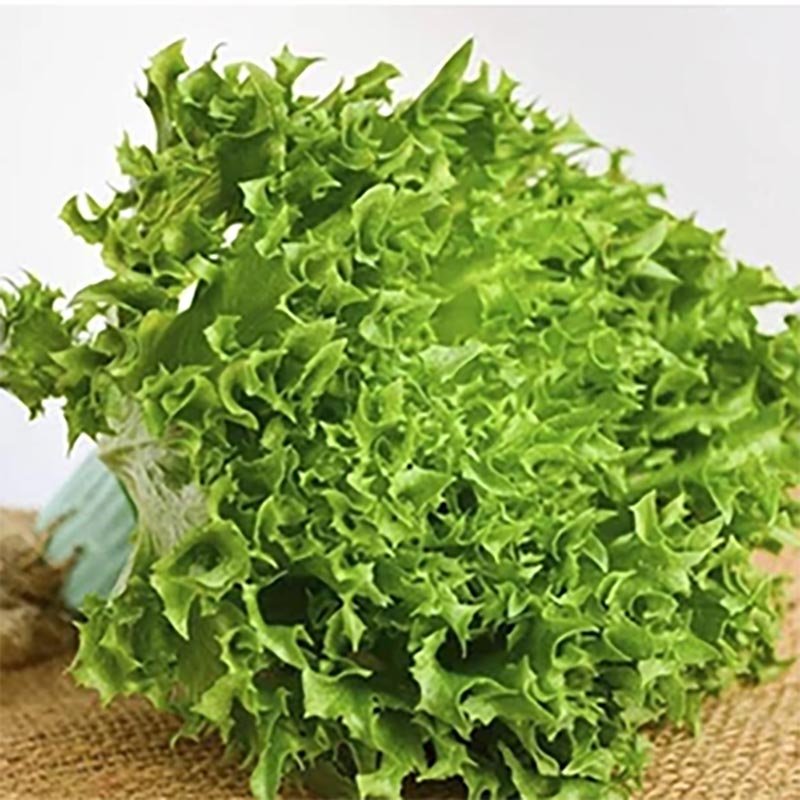 Hạt Giống Xà lách Lola Biyonda - Xuất Xứ Israel