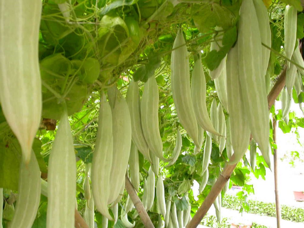 Hạt Giống Mướp Tây INNO 01