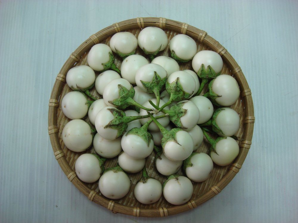 Hạt Giống Cà Pháo Trắng INNO-807